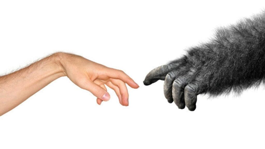 evolution theory