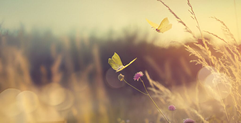 butterfly effect theory