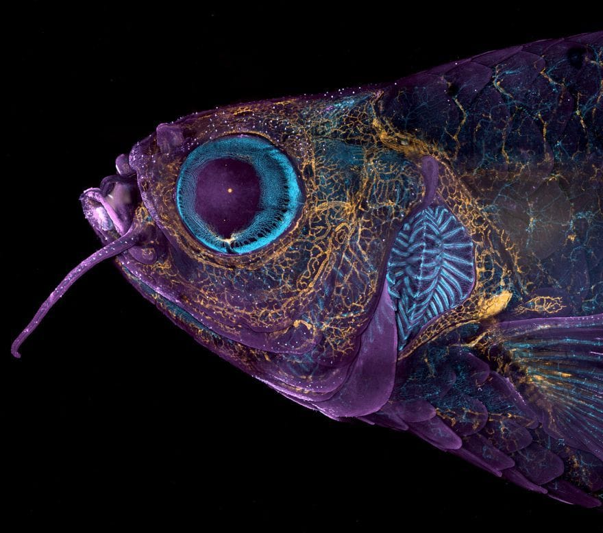 Nikon Small World 2023