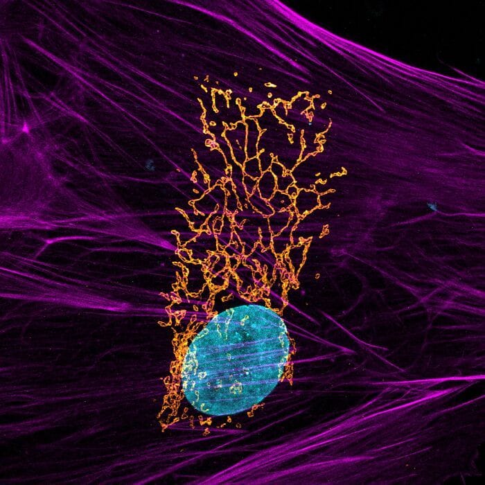 microscopic photography