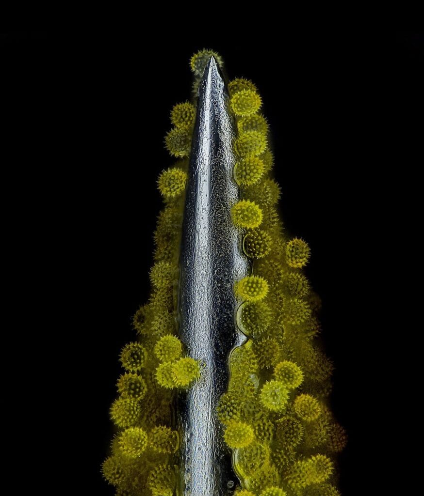 Nikon Small World 2023